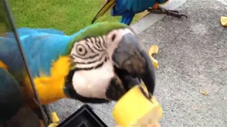 Hand feeding bananas to wild macaws