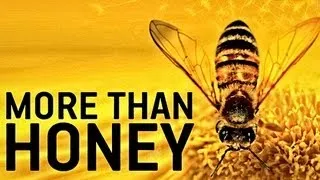 MORE THAN HONEY Trailer German Deutsch HD 2012