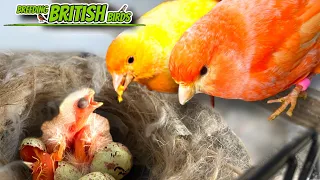 SUPER Feeder Canaries | Breeding British Birds S3:Ep9