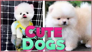 POMERANIAN THE CUTEST DOGS 😍 Mini Pomeranian Funny and Cute Videos  2020