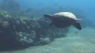 Endangered Green Sea Turtles of Maui, Hawaii
