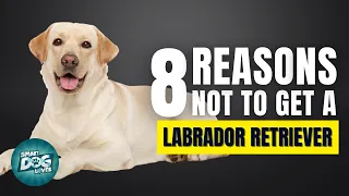 8 Reasons Why You SHOULD NOT Get a Labrador Retriever