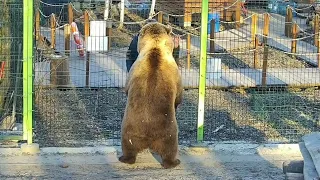 Радость Мансура когда рядом Папа и Друзья. Медведь Мансур 🐻💕