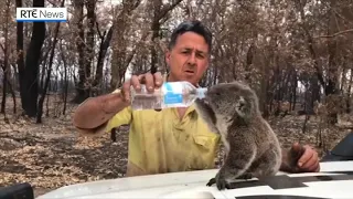 Firefighter helps out thirsty koala in Australia