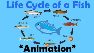 FISH LIFE CYCLE | Animation