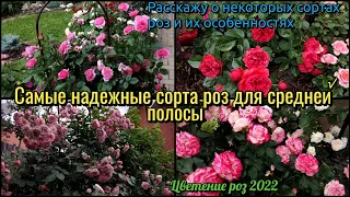 Самые надëжные сорта роз. Мой сад. Цветения роз. Прогулка по саду. Мой сад. Розарий