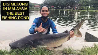 MEKONG FISH // KOLAM MEMANCING SEKSYEN 24 // MEKONG FISHING