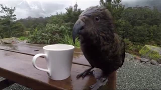 Kea Antics