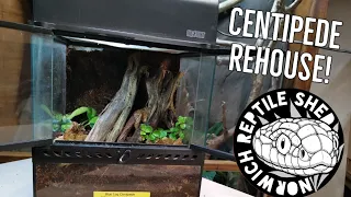 Giant Centipede Rehouse and Care!