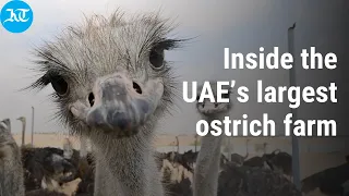 Inside the UAE’s largest ostrich farm