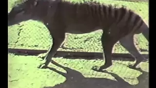 The Tasmanian Tiger (1964)