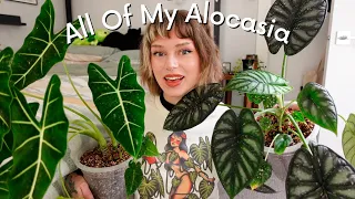 🪴 my alocasia collection + my experience with them