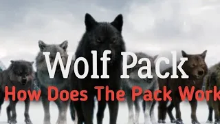 Wolf Pack Facts | How Does The Pack Work | The Beauty Of Wolf Pack