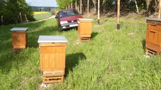 Один із методів виведення бджолиної сім'ї з ройового стану. ( 16.05.2020 р.)