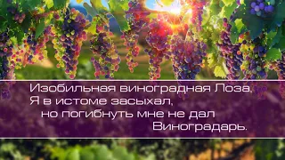 Обновление.  Изобильная виноградная Лоза