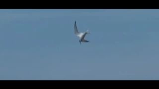 Richard Clayderman - Whimsical Seabird