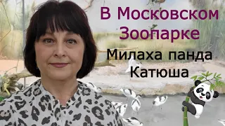 🐼 🦭🦩Московский Зоопарк во всей красе. В гостях у панды Катюши. Ластоногие. Фламинго. Хищники.