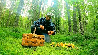 ГРИБНИК ПРОШЁЛ ТРИ ЛЕСА, А ТАМ ГРИБОВ НА ЛЮБОЙ ВКУС И ЦВЕТ! РАЗВЕДКА ГРИБНЫХ МЕСТ! ГРИБЫ 2022