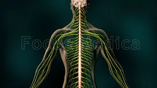 Nociceptive Pain & Neuropathi Pain - Animated Atlas