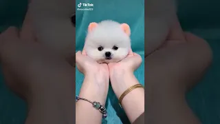 #funny #dog #puppy Mini Pomeranian 🔴 Funny and Cute Pomeranian Videos | Funny Puppy Videos 2021