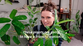 10 plants I want to work on this year 💖 [my plant growing goals for 2023]