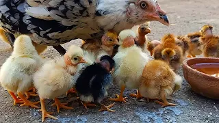 white desi hen harvesting eggs to chicks | new born desi chicks growth day by day Part 1