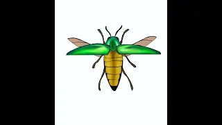 Jewel beetle 🪲 animation