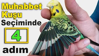 How to Choose a Good Budgie 4 Steps