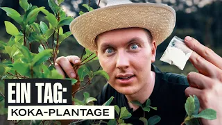 1 Tag auf einer illegalen Kokain-Plantage