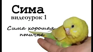 Учим попугая по имени Сима говорить, видеоурок 1: "Сима хорошая птичка"