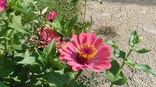 Taubenschwänzchen im Garten. In Zeitlupe gefilmt. Unsere heimischen "Kolibri" :)