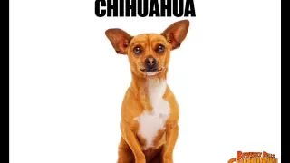 Beverlly Hills Chihuahua Theme Song ¡I'm a Chihuahua!