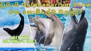 ඩුබායි ඩොල්ෆින් show එක ගෙදර ඉඳන් බලන්න | full show free | Dubai Dolphanarium | Dubai Tour