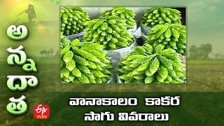 వానాకాలం కాకర సాగు వివరాలు | Bitter gourd management for kharif | ETV Telugu