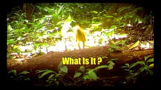 Creepy Trail Camera Mystery: Unexplained Footage from Costa Rica's Darkest Woods
