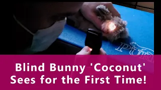 Blind Bunny 'Coconut' Sees for the First' time!