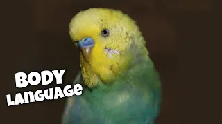 Budgie Body Language | part 1