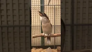 Kookaburra laughing in slow motion with a Joel's voice clip