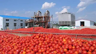 HOW TOMATO KETCHUP IS MADE l TOMATO HARVESTING AND PROCESSING WITH AMAZING TECHNOLOGY