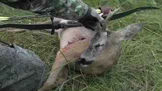 2023 Traditional Bowhunting for Roebuck- Tales From the Willows - Bukkejagt 2023