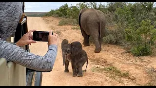 Addo Elephant National Park (South Africa)