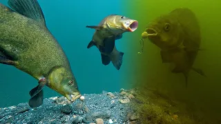 Crazy Underwater Compilation of Freshwater Fish Species PART 2