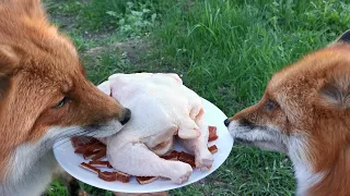 Foxie got a chicken for her birthday