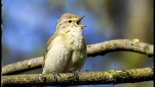 Chiffchaff. Singing bird. | The Chiffchaff and its song