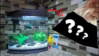 NEW BETTA FISH TANK MEMBERS!!!