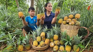 Harvest Pineapple Garden Goes to the market sell - Lý Thị Ca
