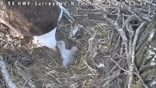 Surrey Reserve featuring Brit & Rey - Do Not Disturb a Feisty & Sleeping Chick - 5-10-24