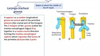 Development of the Respiratory System - Dr. Ahmed Farid