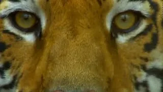 Découvrez le Tigre de Bengale dans ce magnifique documentaire ..