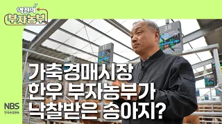 [역전의부자농부 297회] 가축경매시장에서 한우 부자농부가 낙찰받은 송아지?